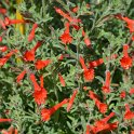 Epilobium canum 'Western Hills'